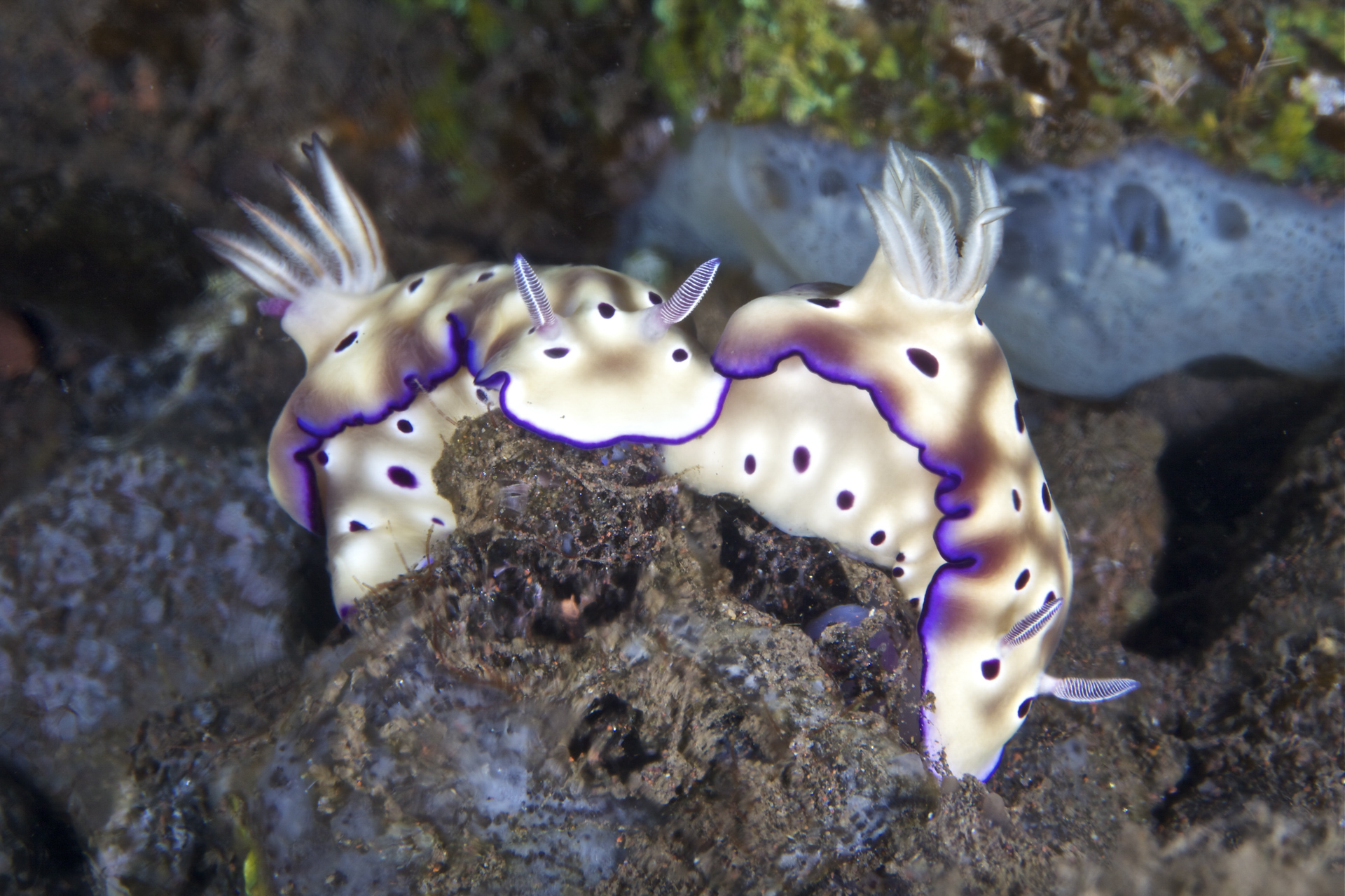 Nudibranchs in Bali