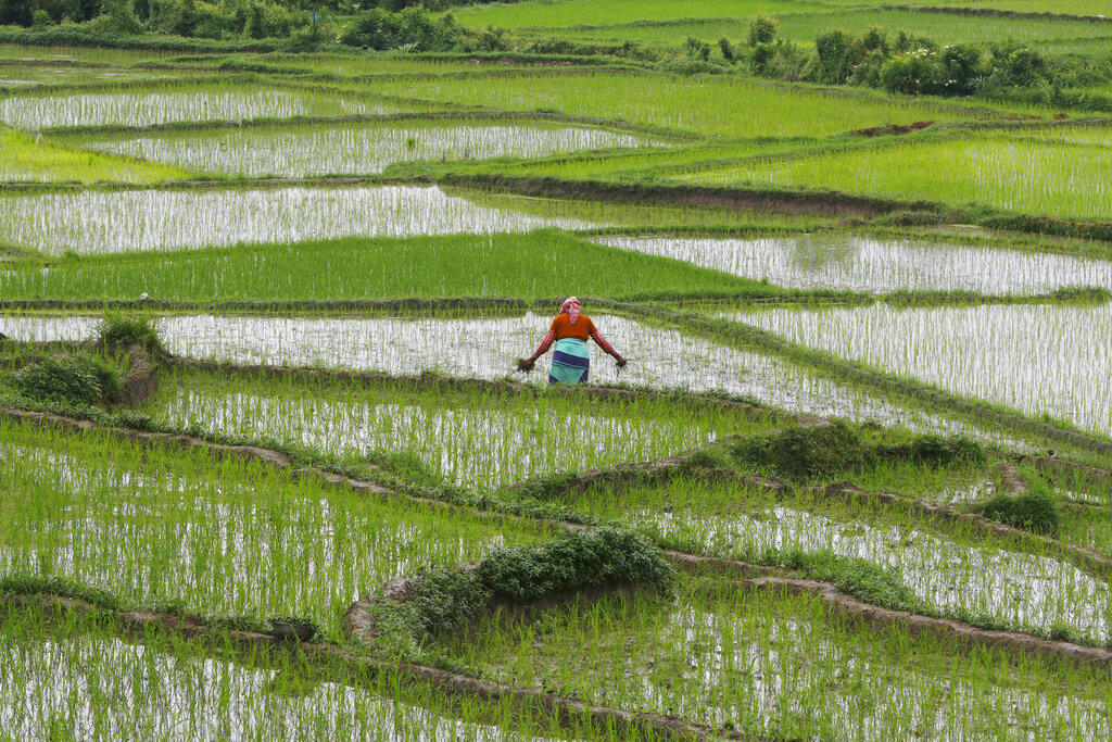 A Nepalese farmer plants paddy saplings on the outskirts of Kathmandu.