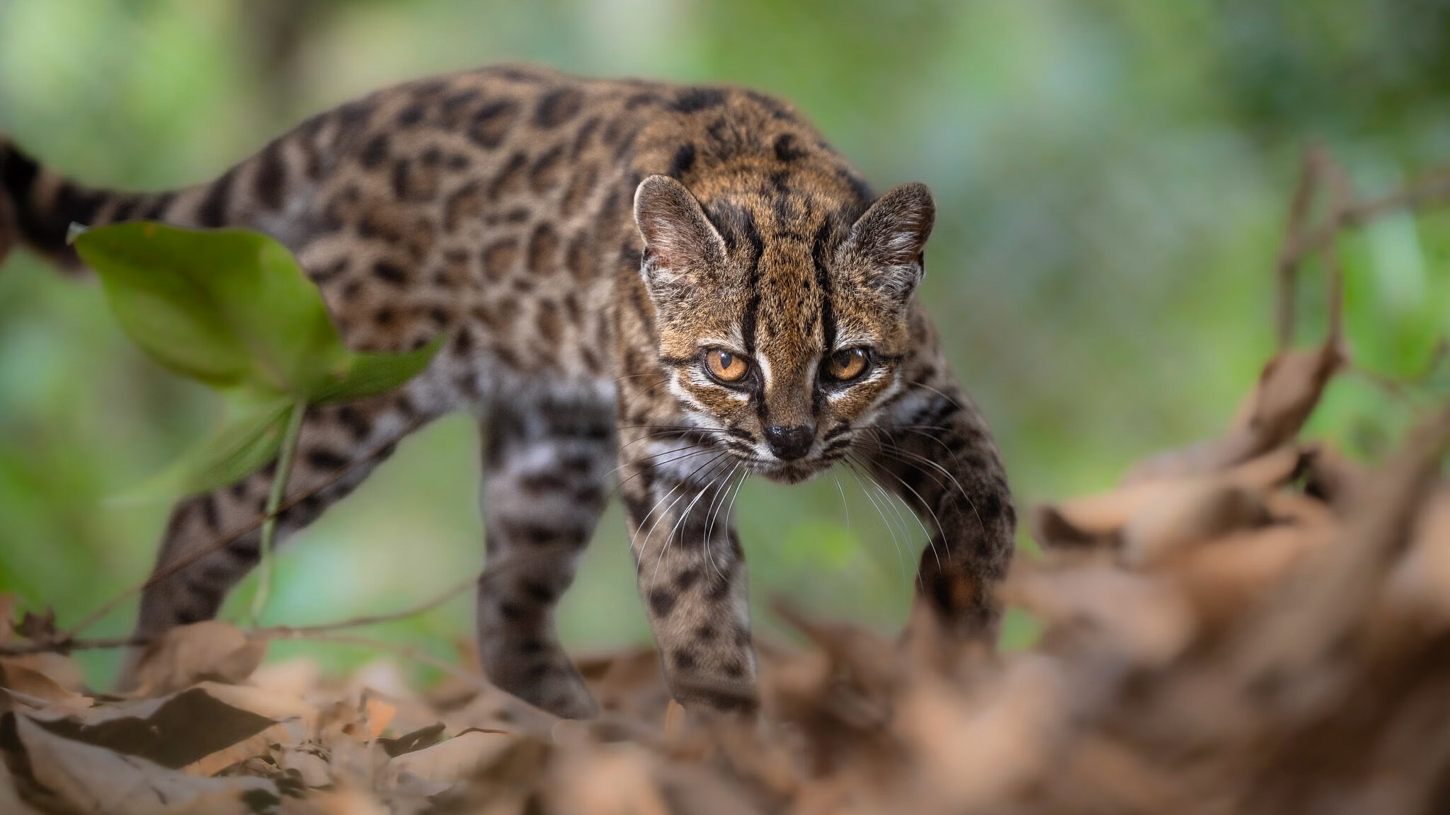 A new cat species was just discovered. Several more may&hellip;