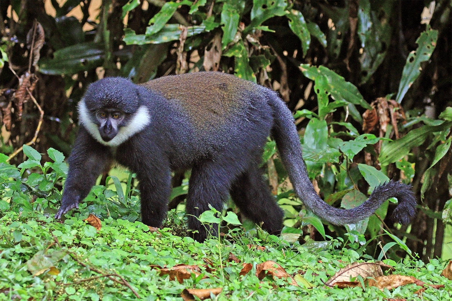 L'Hoest's monkeys are endemic to the Congo Basin in Africa. Vantara's annual report shows it imported 70 of these threatened primates in Nov. 2024.