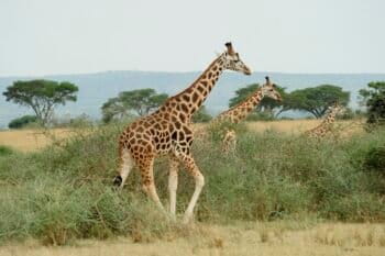 Nubian (formerly Rothschild's) giraffe in Uganda. Image by Julie Larsen ©Wildlife Conservation Society.
