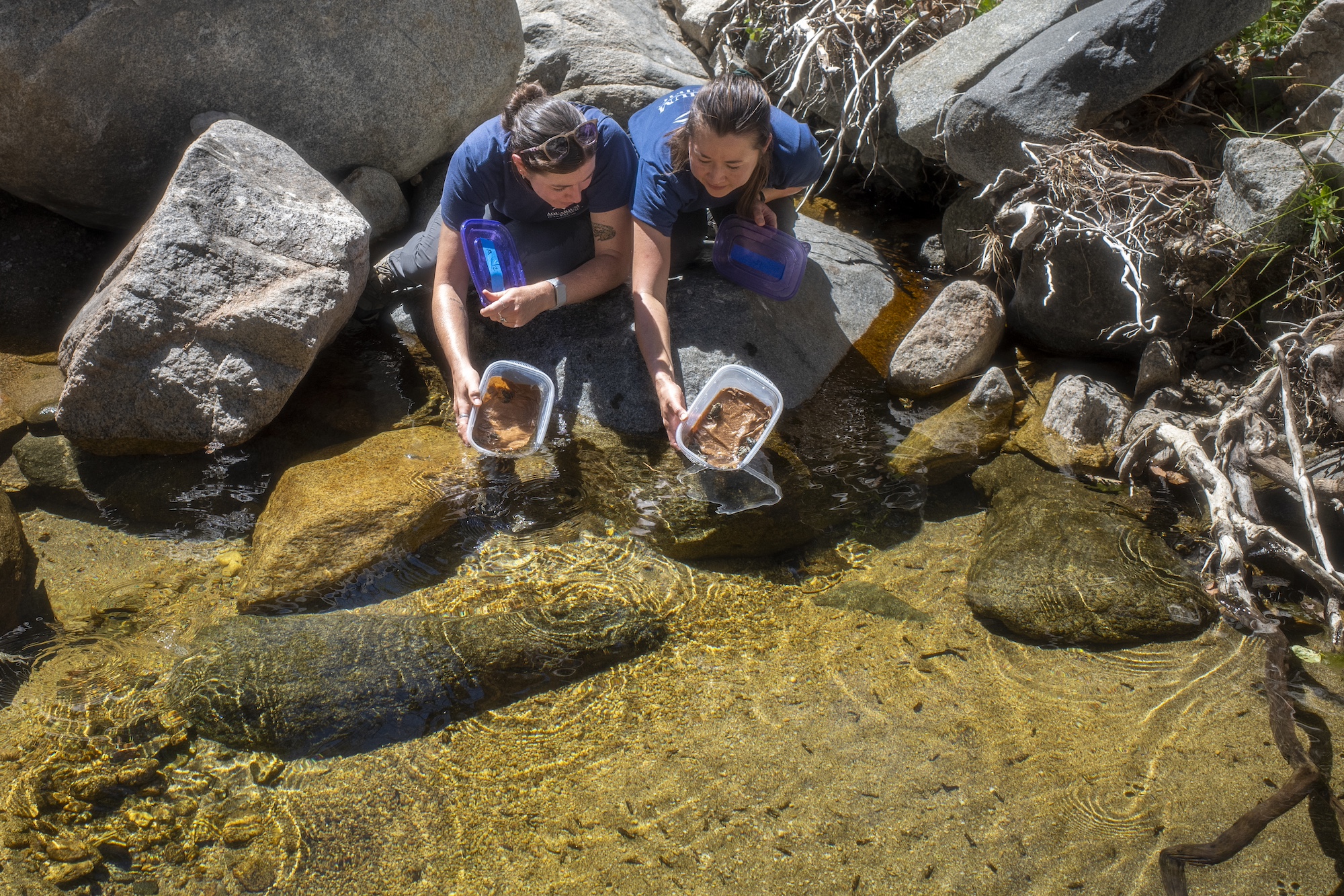 Aquarium of the Pacific senior animal care specialist Heather Cameron, left, and conservation initiatives manager Erin Lundy release endangered mountain yellow-legged frogs