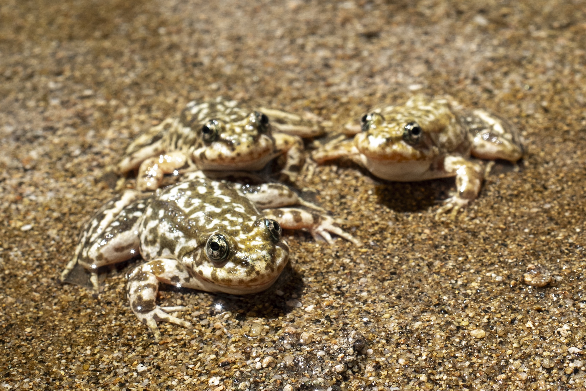 Recently released mountain yellow-legged frogs rest in a stream in the San Gabriel Mountains