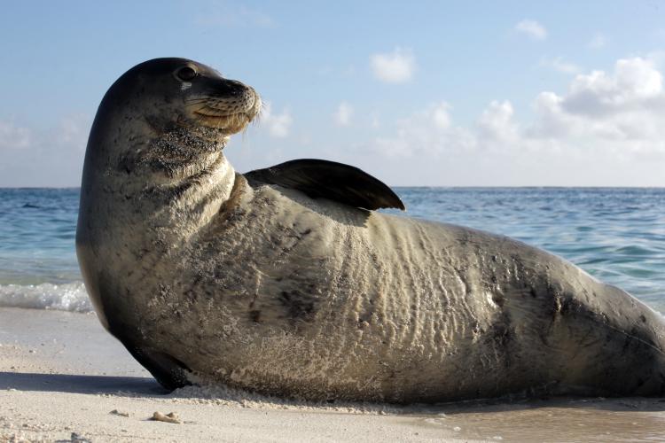 A Hawaiian monk seal rests on the beach in the French Frigate Shoals. Image by Mark Sullivan.
