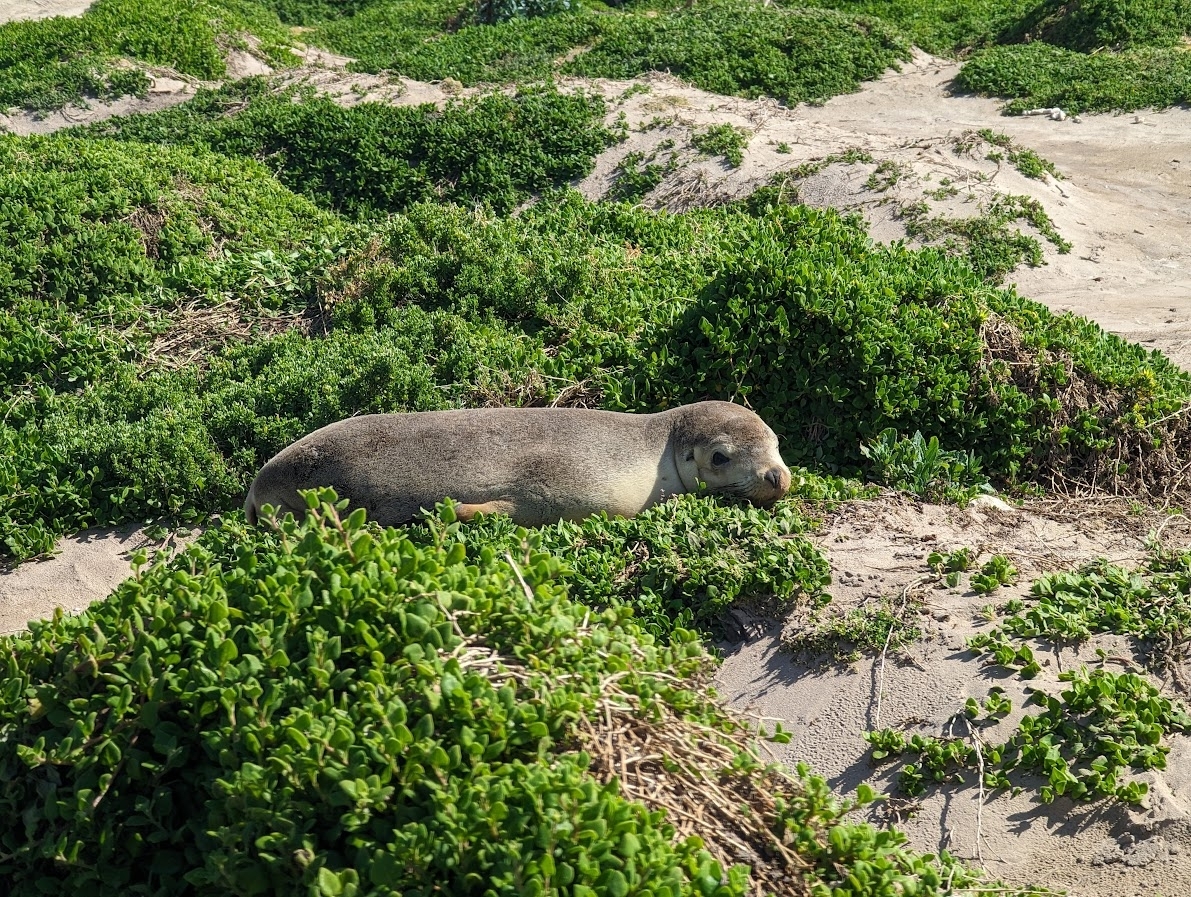 An Australian sea lion pup.
