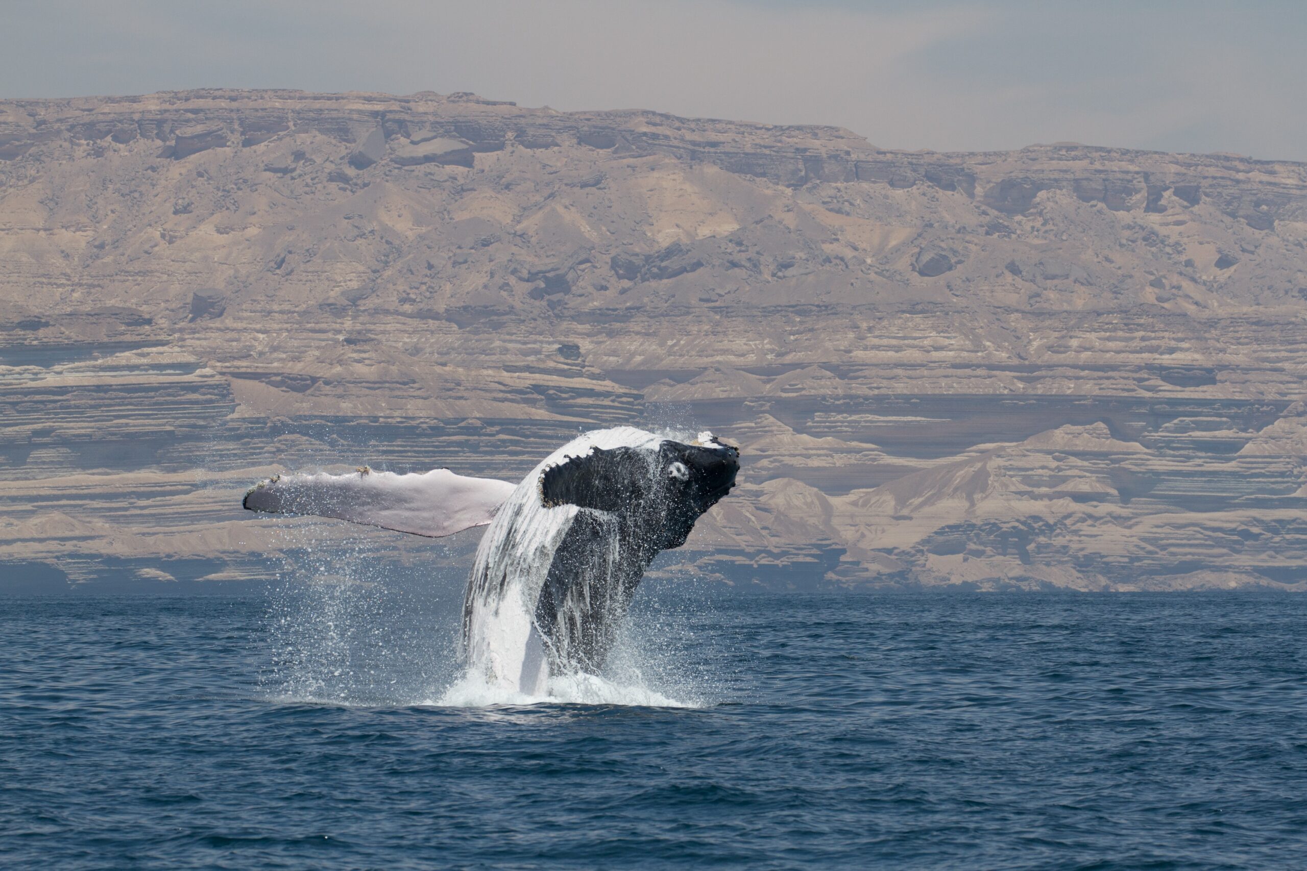 Arabian Sea humpbacks may be a unique subspecies at risk of&hellip;