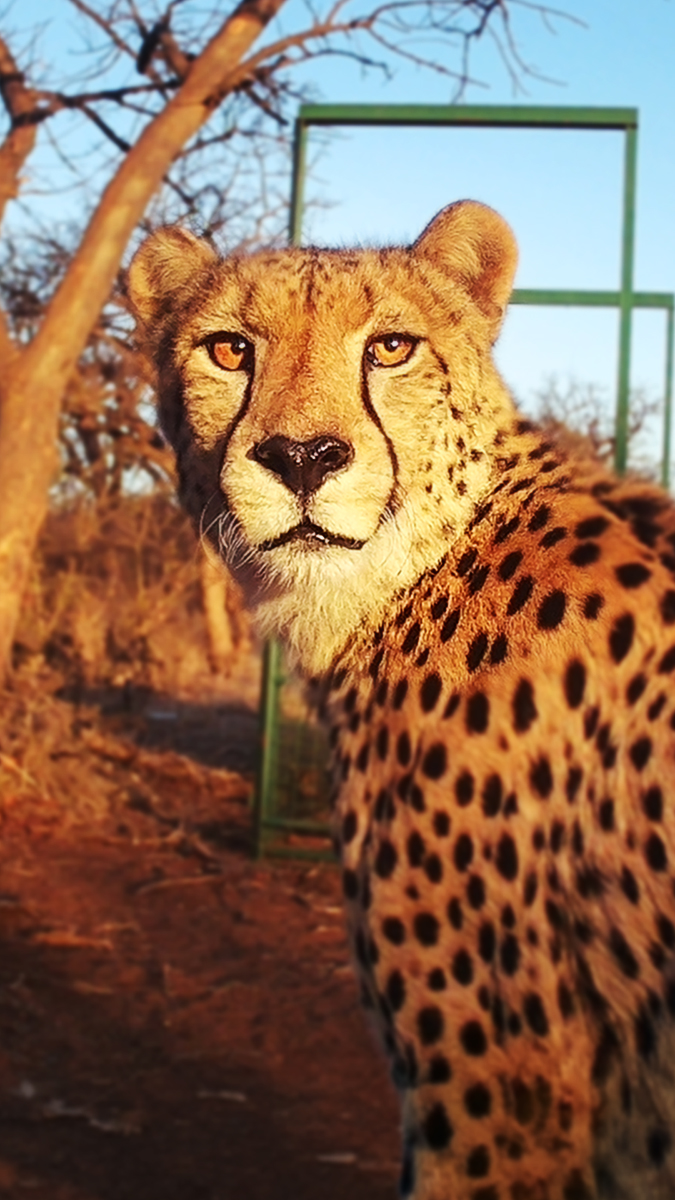 This is a South African cheetah, and it’s in trouble