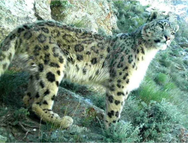 Snow leopard_in_Afghanistan_GeoSwan-WikimediaCommons - Wildtech