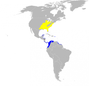 Breeding and wintering ranges of the prothonotary warbler.