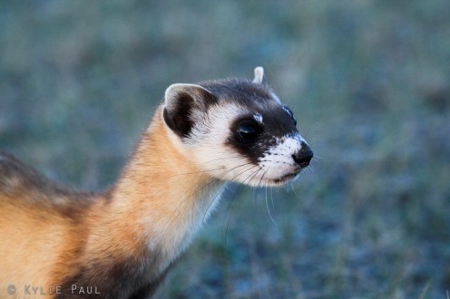 This ferret on the Fort Belknap Reservation is one of only 300 wild black-footed ferrets in the world. © Kylie Paul/Defenders of Wildlife