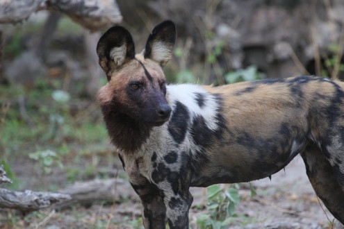 Botswana Okavango painted dog