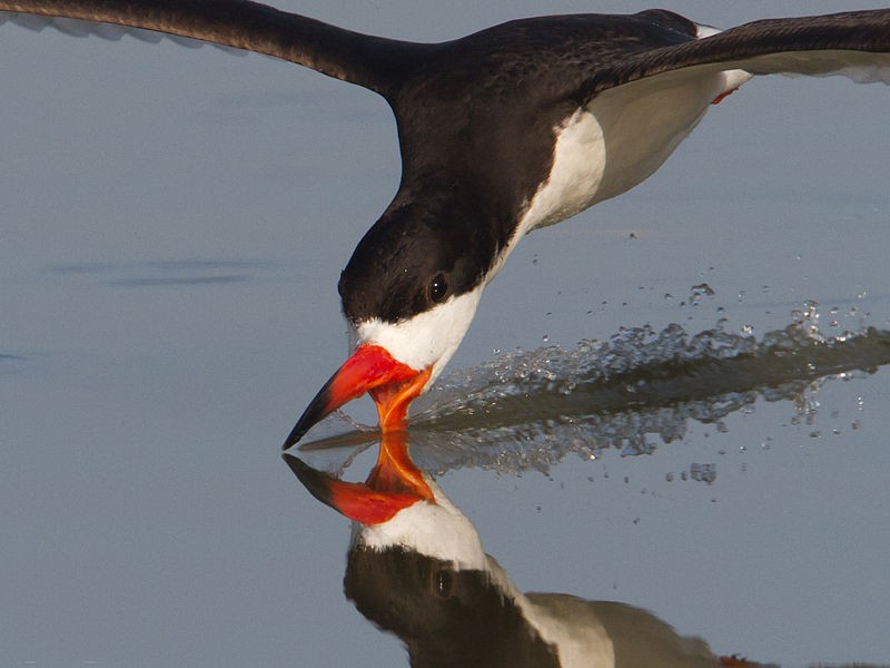 Black_Skimmer_Dan_Pancamo-Wikimedia