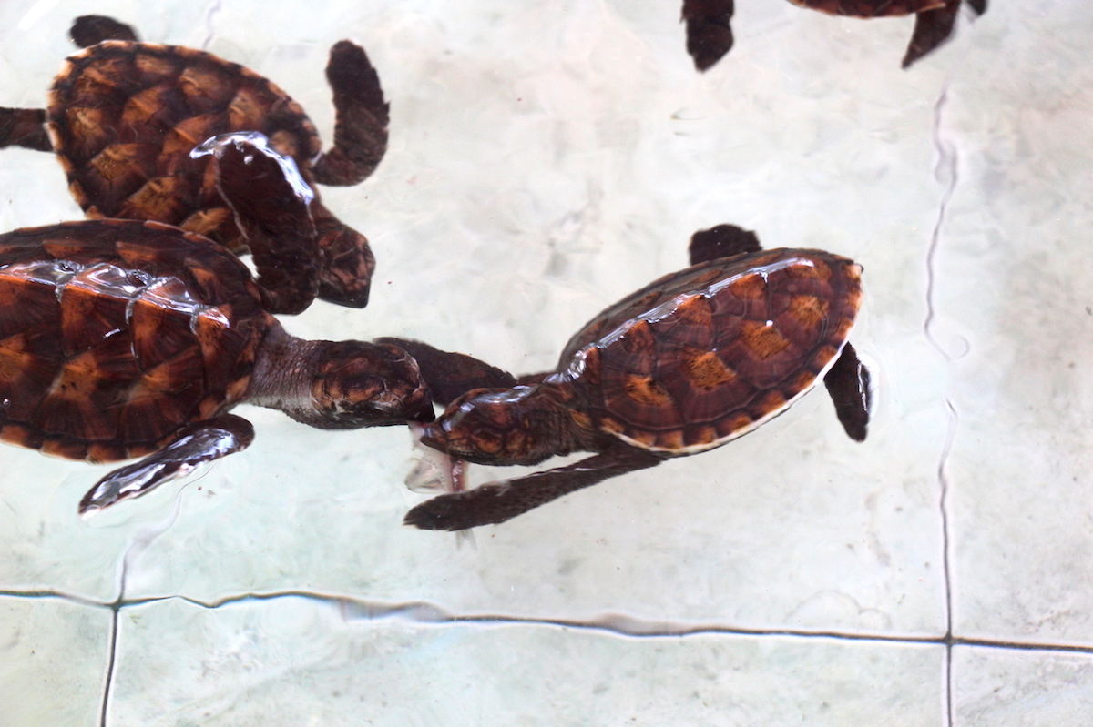 Baby green sea turtles tussle over a scrap of frozen sardine at Bolong's Turtle Sanctuary in Lombok, Indonesia. The turtles will eventually be released to augment local turtle populations. Photo by Melati Kaye.