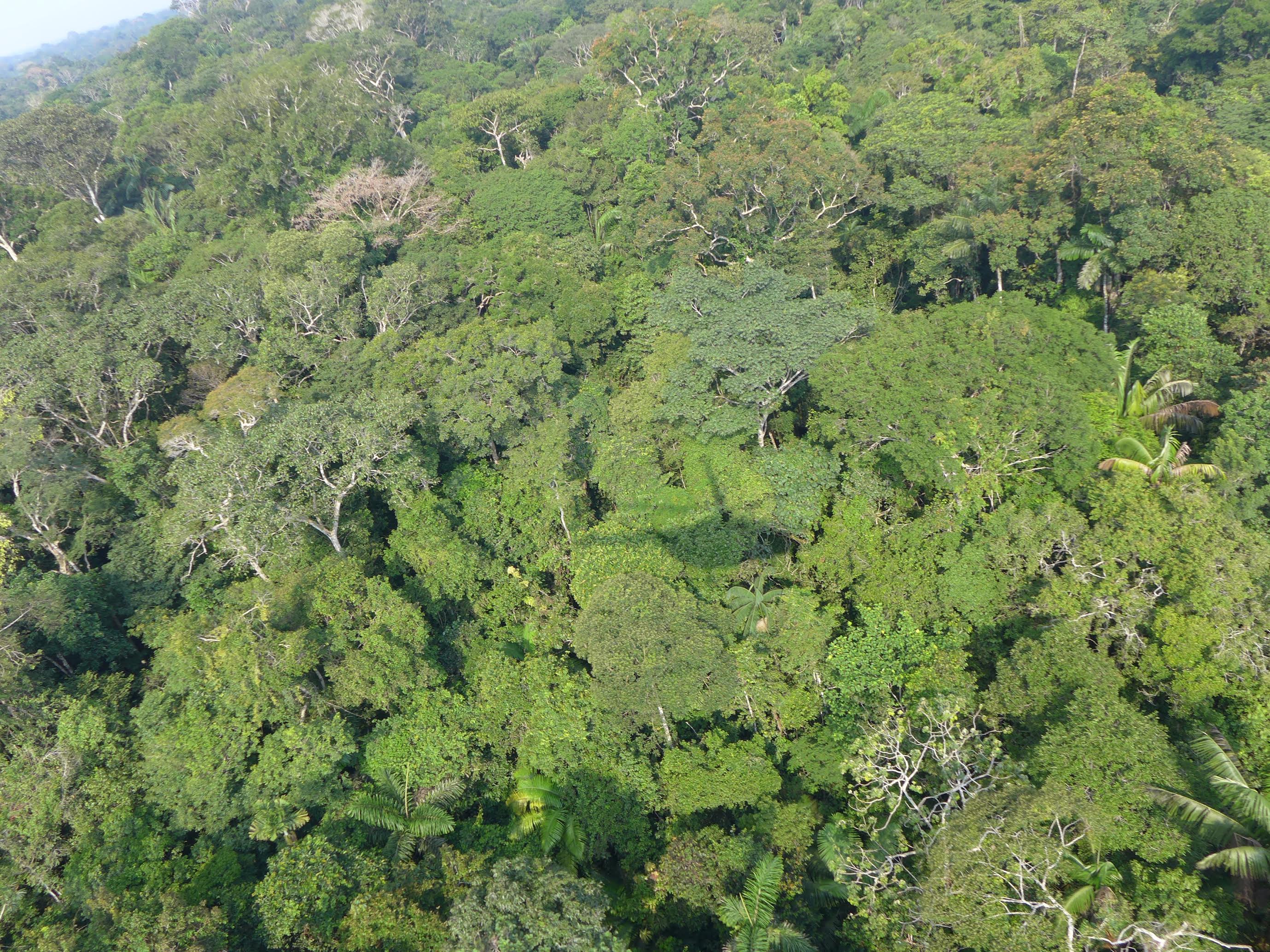 La selva amazónica en la cuenca del Putumayo en Loreto, Perú, fue examinada durante un breve inventario en febrero del 2016 por el Field Museum. Foto por Nigel Pitman / The Field Museum.