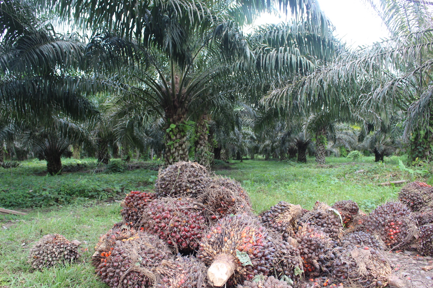 Harvested oil palm fruit awaits processing on the side of the road to Puerto Providencia. Photo by Daniela Aguilar