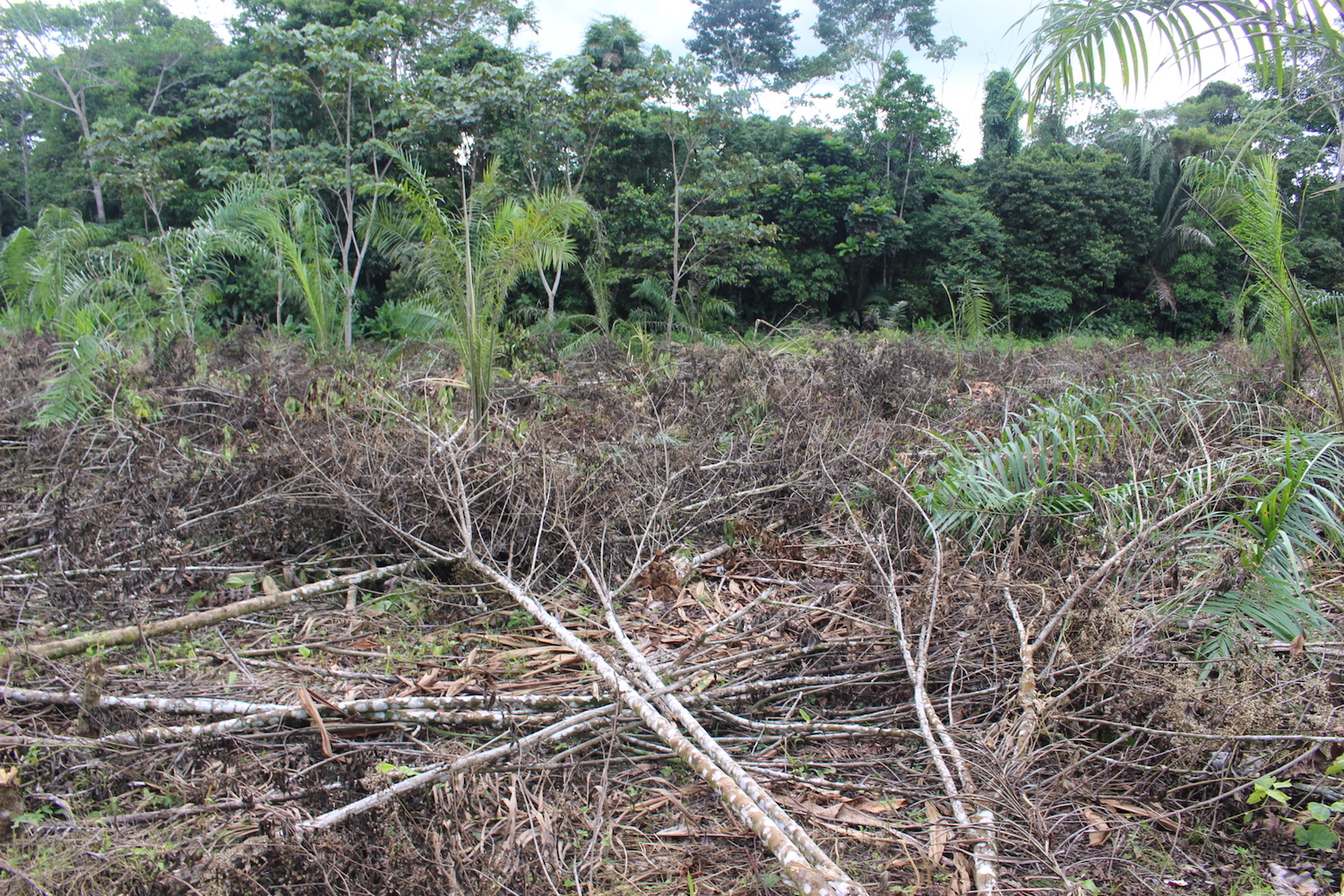 New oil palm plantations in the San Roque parish of Sucumbíos. Cleared forest can be observed in several locations in the area. Photo by Daniela Aguilar