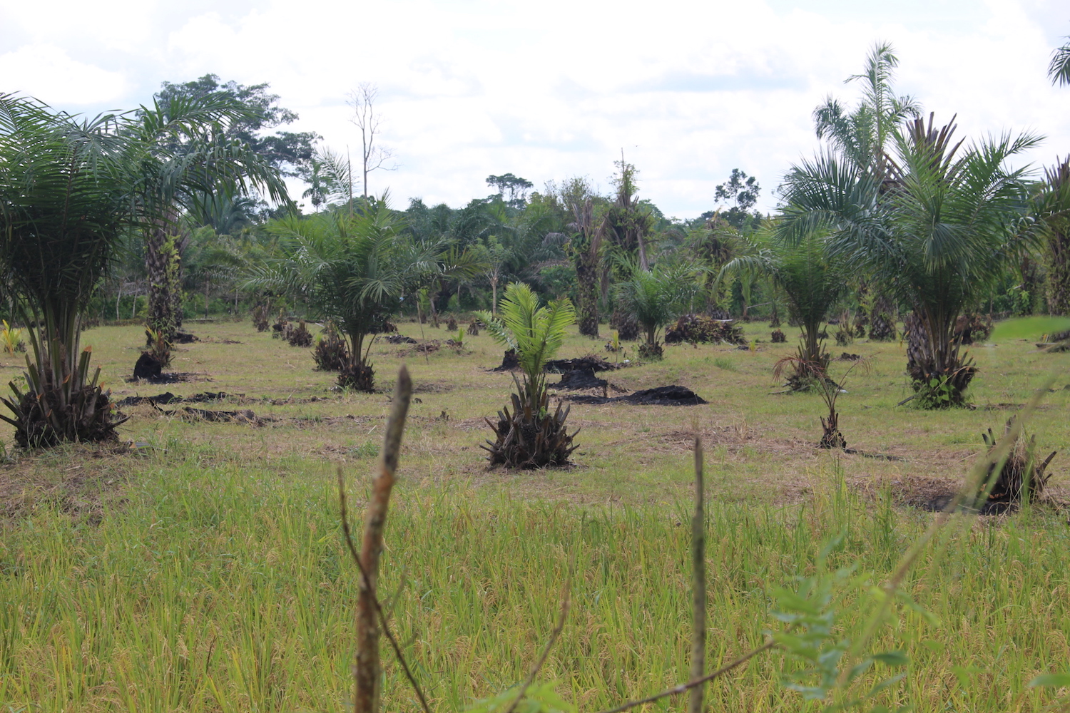 Recently established oil palm plantations line the road to Puerto Providencia. Photo by Daniela Aguilar