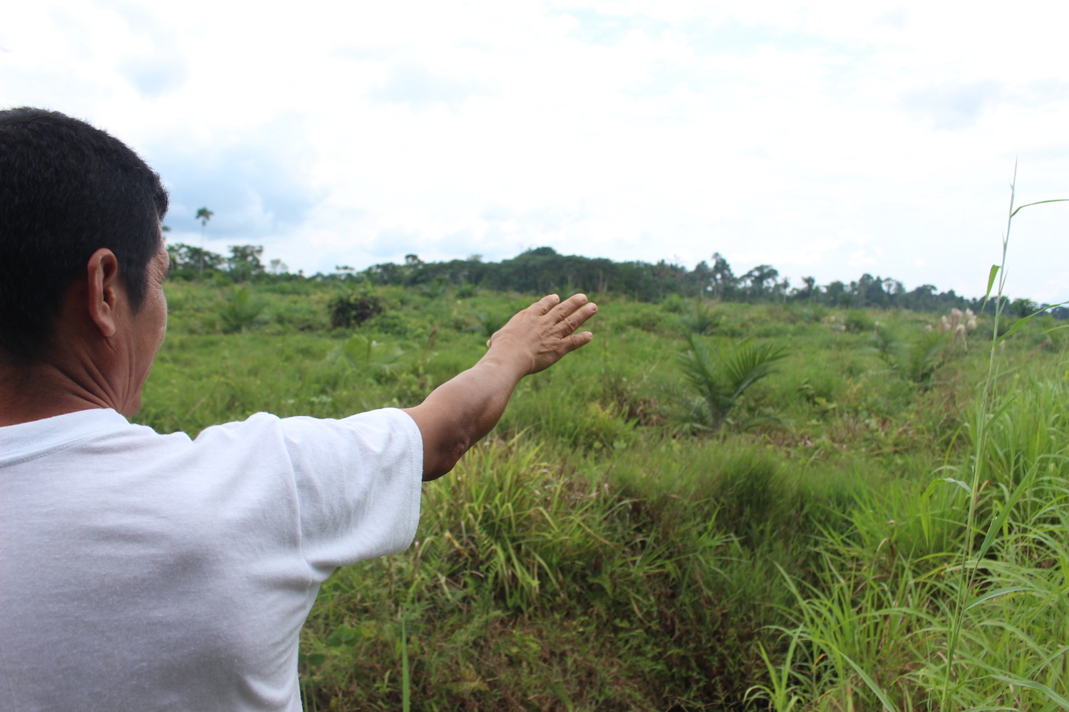 President of the Riveras del Punino community, Maximiliano Moreno, shows terrain adjoining his farm that used to be forest and now is planted with palm. Photo by Daniela Aguila