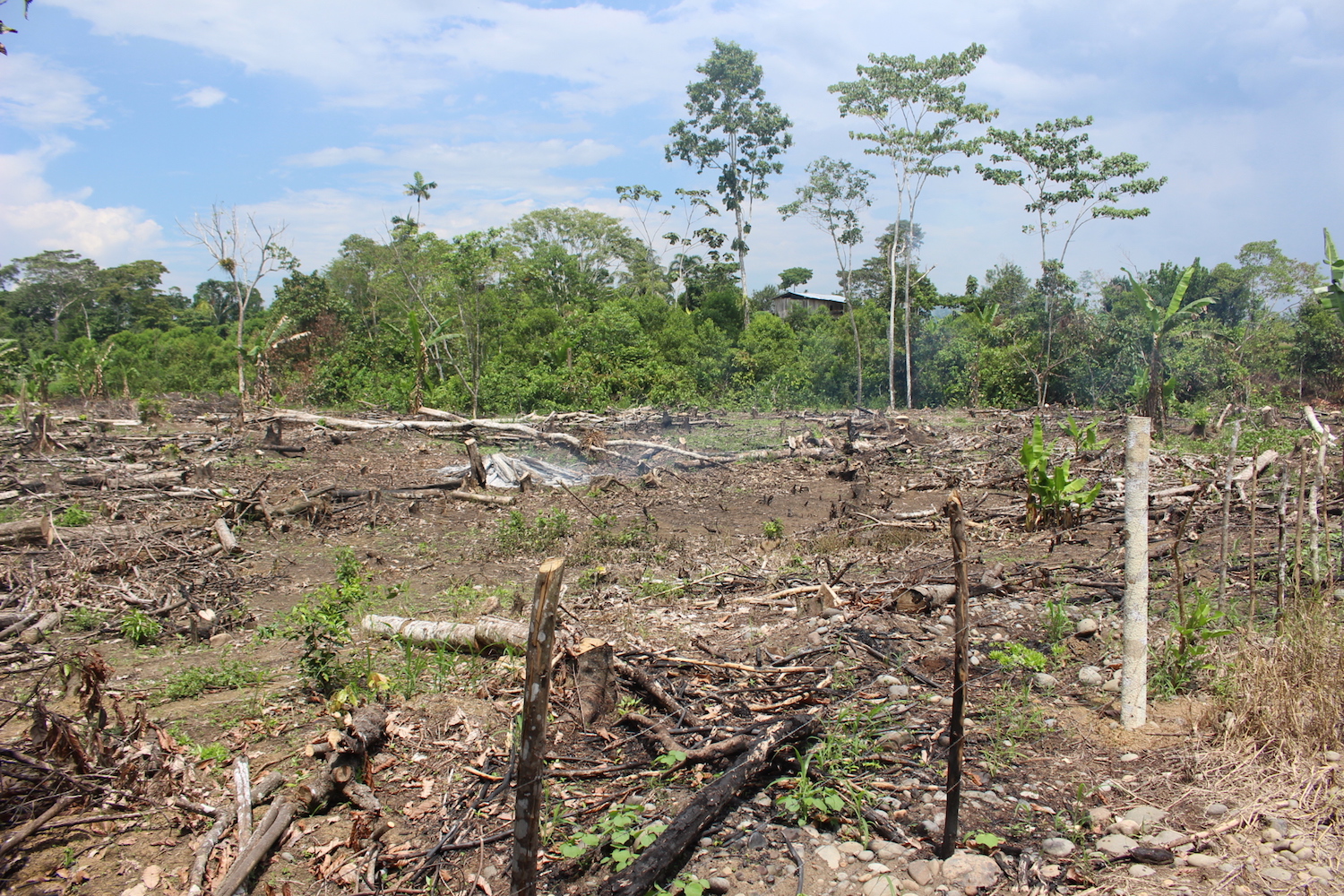 Forested land cleared in the Agrupación Payamino community. In addition to oil palm, residents clear forest inside their farms to plant crops like cacao. Photo by Daniela Aguilar