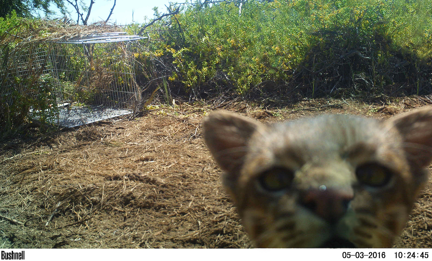La curiosidad atrajo al gato y una cámara trampa lo registró. Foto: Cindy Hurtado y Álvaro García Olaechea.