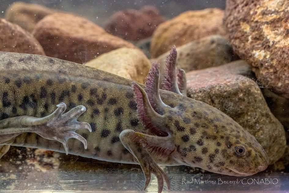 Una de las características más peculiares del Ajolote son sus tres pares de branquias externas y ramificadas, con las que respira al tomar el poco oxígeno de las aguas pantanosas. Foto de CONABIO