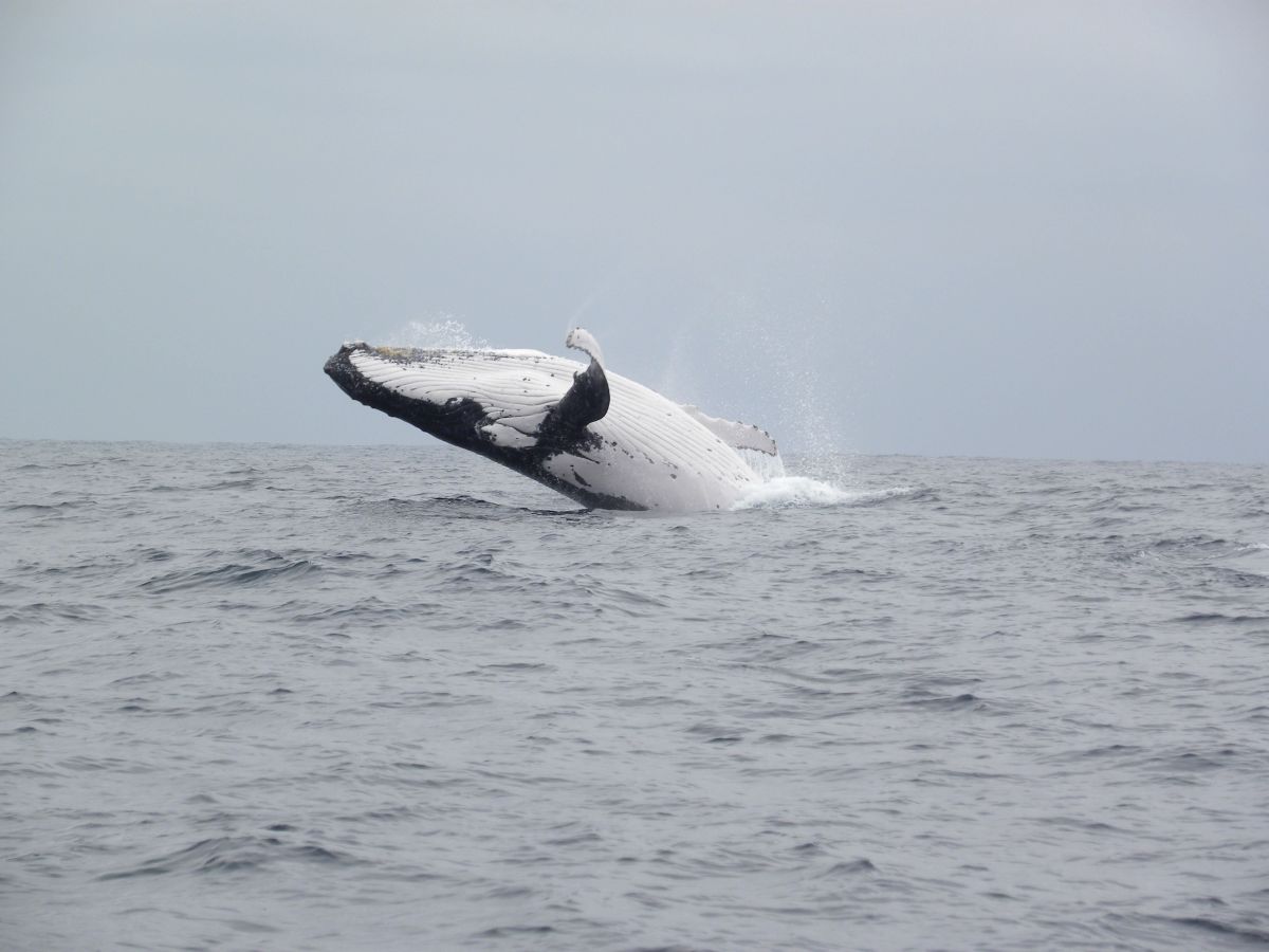 Арктическая пустыня гренландский кит. Кит бутылконос. В море есть киты. Хвост кита териберка. Кит в море.