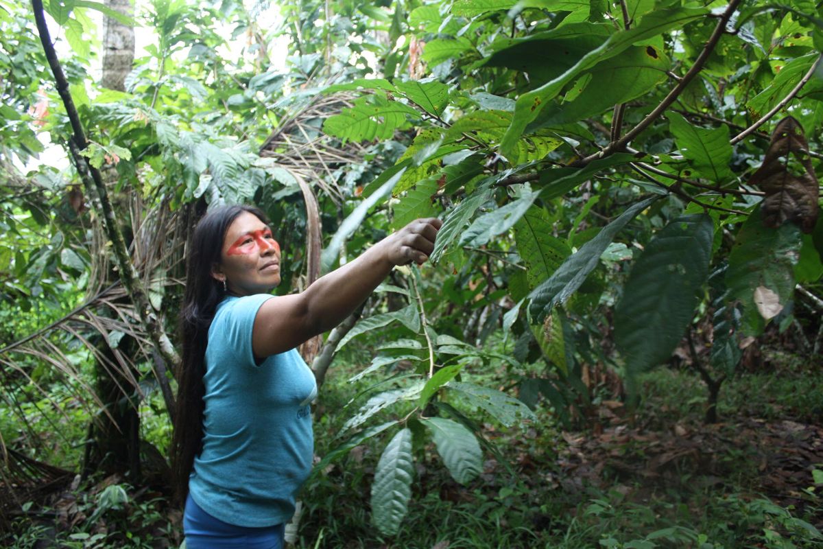 Día Internacional de la Mujer:Mencayn poda las plantas de cacao para que puedan crecer mejor. Foto de Valeria Sorgato.