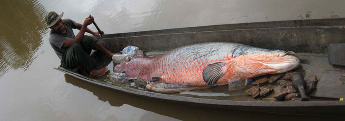El desarrollo de la pesca del paiche podría proporcionar un mayor ingreso y estabilidad a los pescadores de una región del país donde se encuentra un alto índice de pobreza e inseguridad alimentaria. Foto de Faunagua