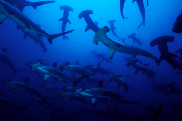 Tiburones martillo (Sphyrna lewini). Foto. Fundación Malpelo.