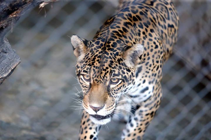 En Bolivie, les canines de jaguars font saliver les Chinois