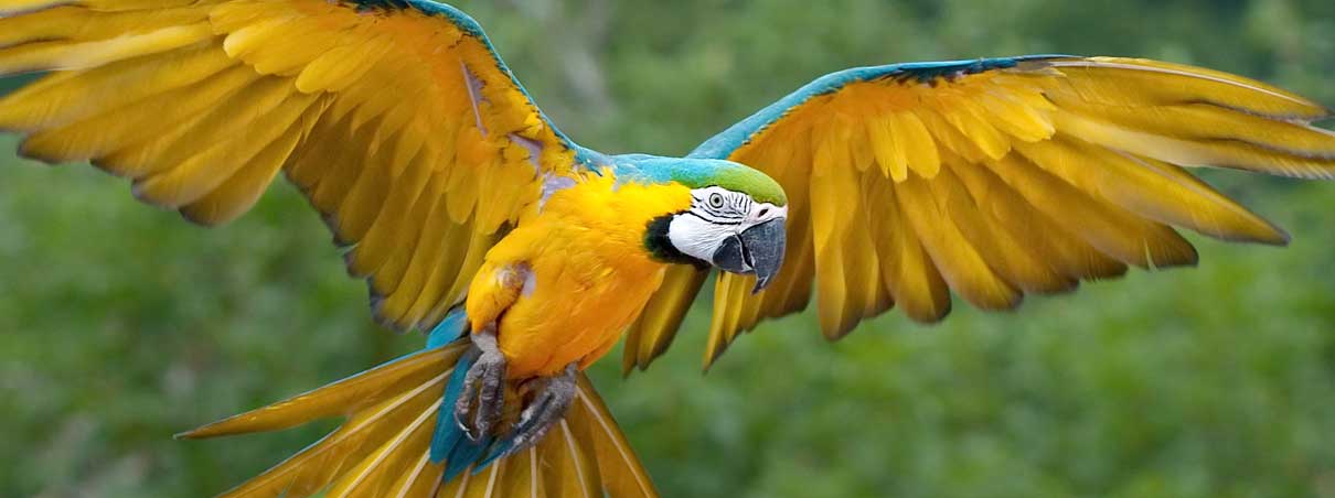 guacamayo azulamarillo