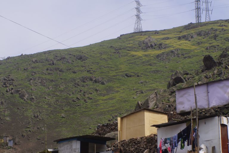 Lima posee casi 20 mil hectáreas de ecosistemas de lomas, distribuidas desde Ancón hasta Pucusana. Foto: PAFLA.