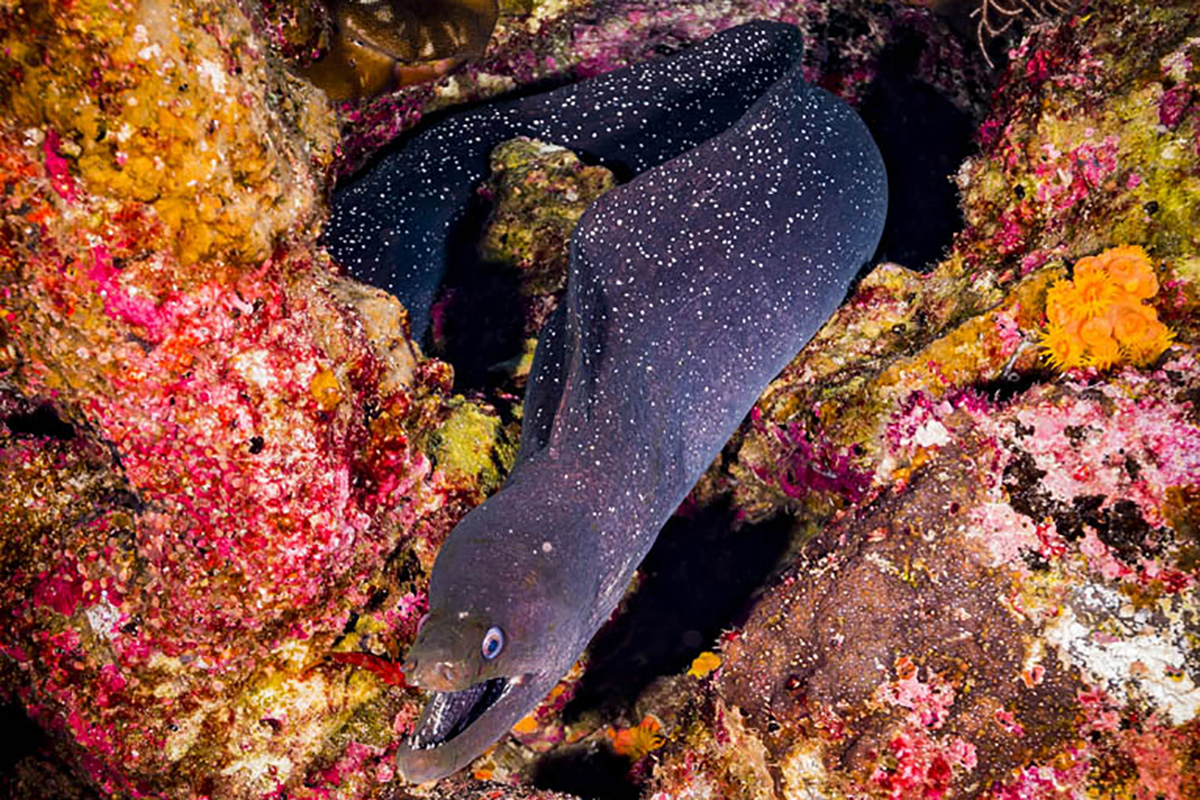 Morena al noroeste de las Islas Galápagos. Foto de Greg Asner/DivePhoto.org