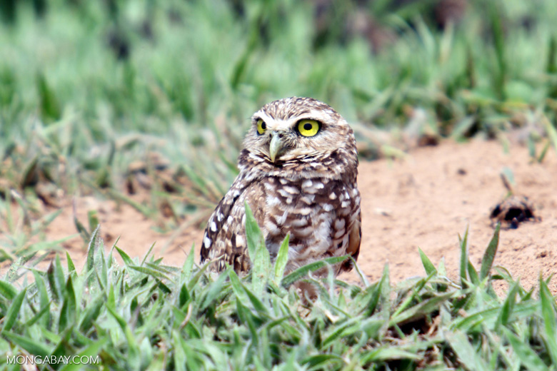 Aves de Colombia: El murruco, como es conocido en Colombia, vive en madrigueras, como la vizcacha. Foto: Rhett A. Butler