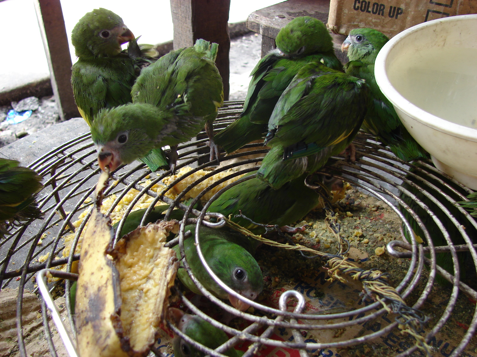 El pihuicho de ala amarilla es la especies más comercializada en el mercado ilegal peruano. Foto: WCS