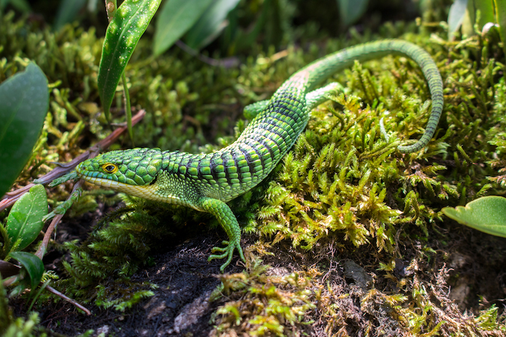 Los dragoncitos o escorpiones arborícolas, como se les conoce comúnmente, son lagartos insectívoros que habitan naturalmente en los árboles de los bosques de México, Guatemala, Honduras y El Salvador. Foto: Raul Gómez Trejo.