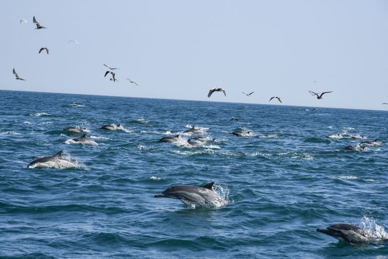 Las ondas sonoras que se producen durante la prospección sísmica afecta la biodiversidad marina. Foto. Mario Gomi /Oceana