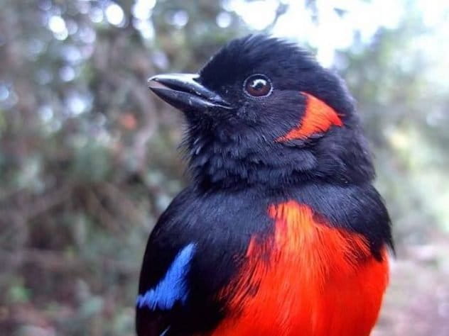 Reserva Biológica Encenillo: uno de los bosques altoandinos mejor conservados de Colombia