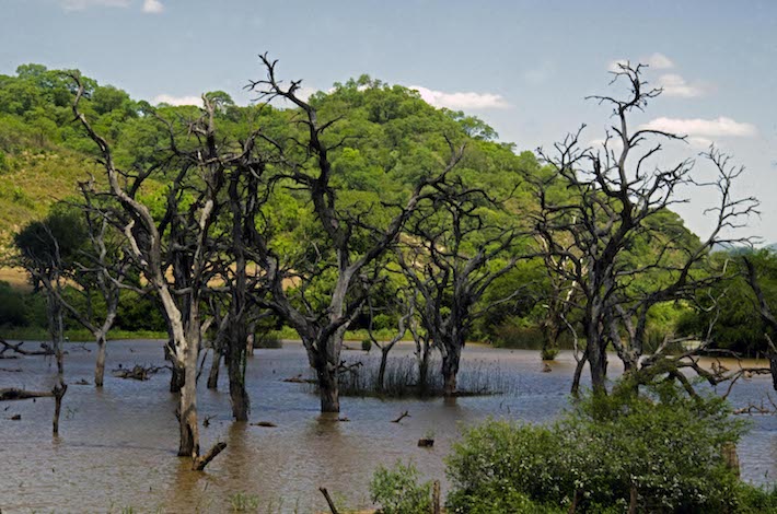 La represa Rositas inundará 45.000 hectáreas del Área Natural de Manejo Integrado (ANMI) Río Grande Valles Cruceños, un área altamente biodiversa. Foto: Eduardo Franco Berton