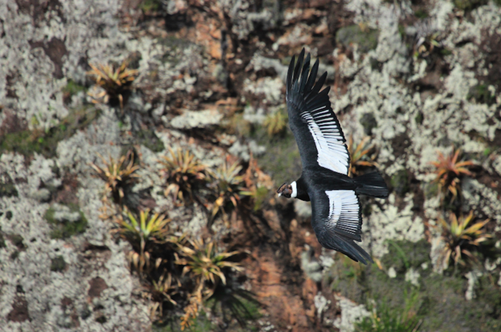 La trayectoria de un cóndor hembra permitió determinar el nuevo espacio de protección para esta especie. Foto: Fausto Cardoso.
