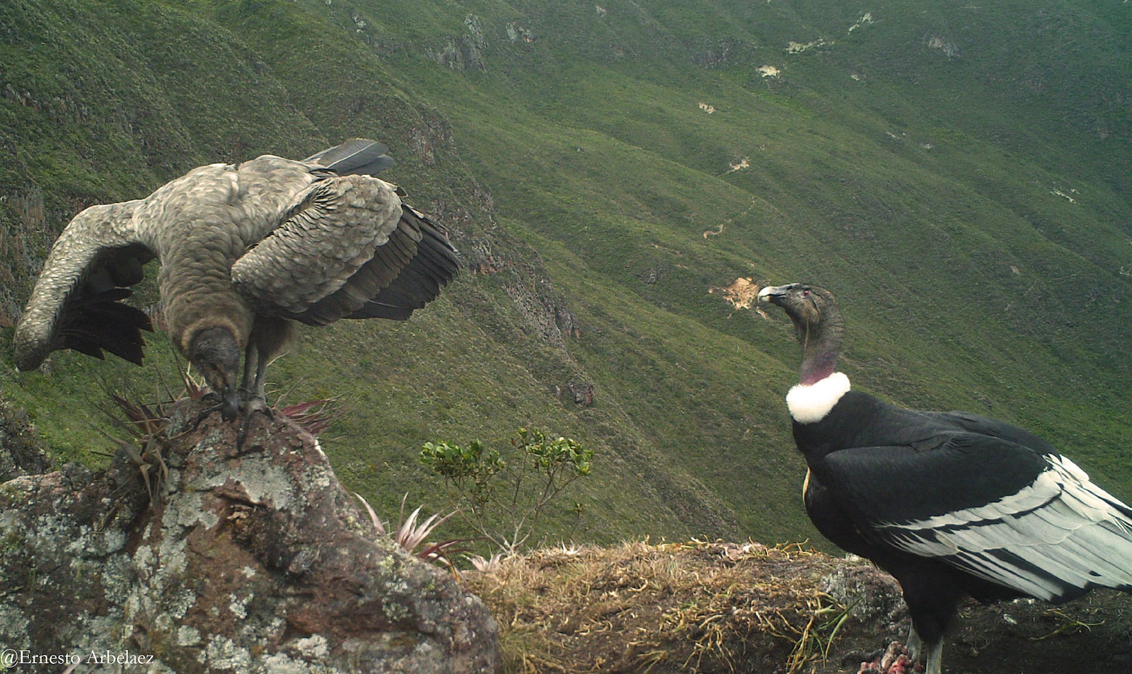 ​​Una cóndor hembra (Oña) con su hija (Mary). Foto: Ernesto Arbelaez.