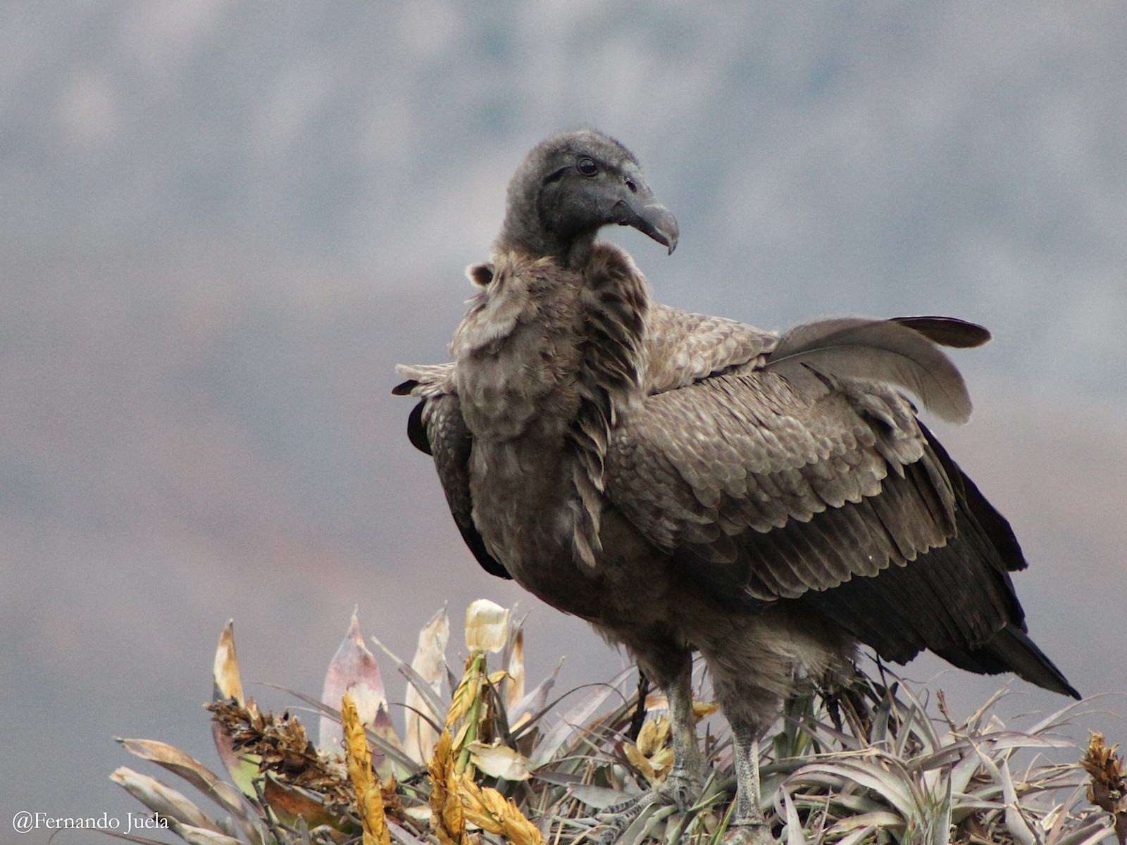 La trayectoria de un cóndor hembra permitió determinar el nuevo espacio de protección para esta especie. Foto: Fausto Cardoso.