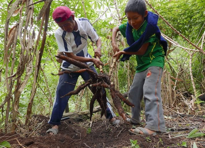 Todas las familias se dedican a los cultivos. Tienen yuca, plátano, uncucha, mani, caña, café, cacao. La gran parte de su producción es para autoconsumo. Foto: Jack Lo.