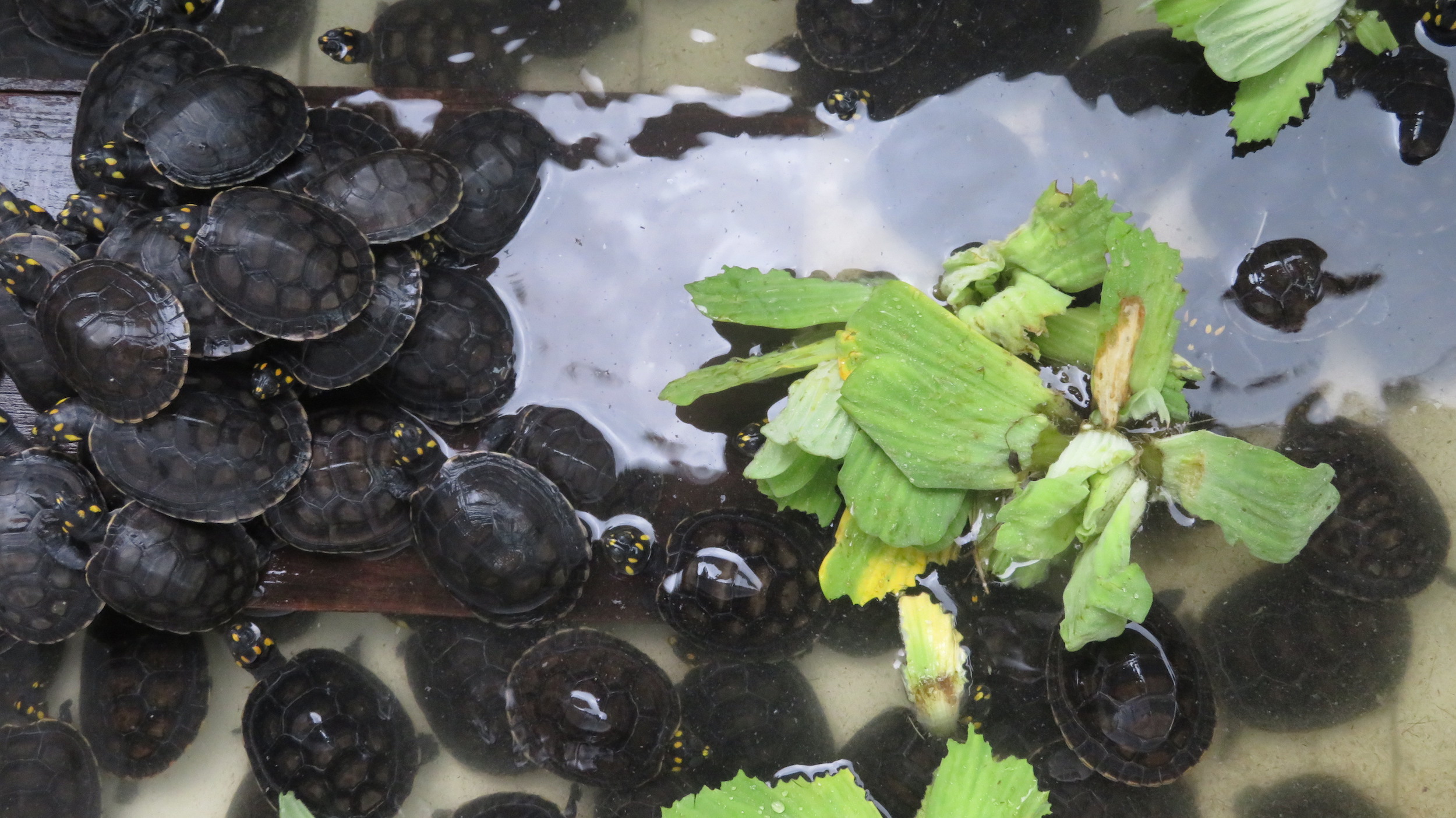 Las crías de cinco especies de tortugas fueron repatriadas a Perú, luego de que las autoridades de Holanda observaran las malas condiciones en su traslado. Debían llegar a Asia, pero terminaron en el Centro de Rescate Amazónico de Iquitos. Foto: Yvette Sierra Praeli