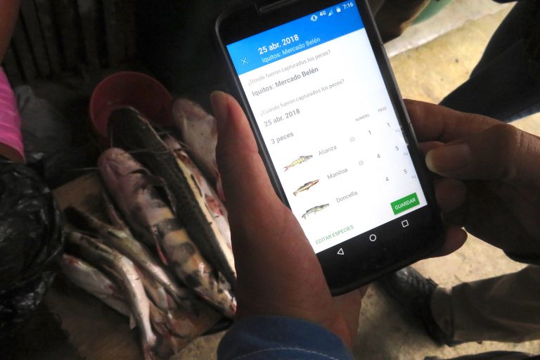 Un total de 21 especies de peces migratorios de la cuenca del Amazonas serán monitoreados con el app Ictio. Foto: Yvette Sierra Praeli.