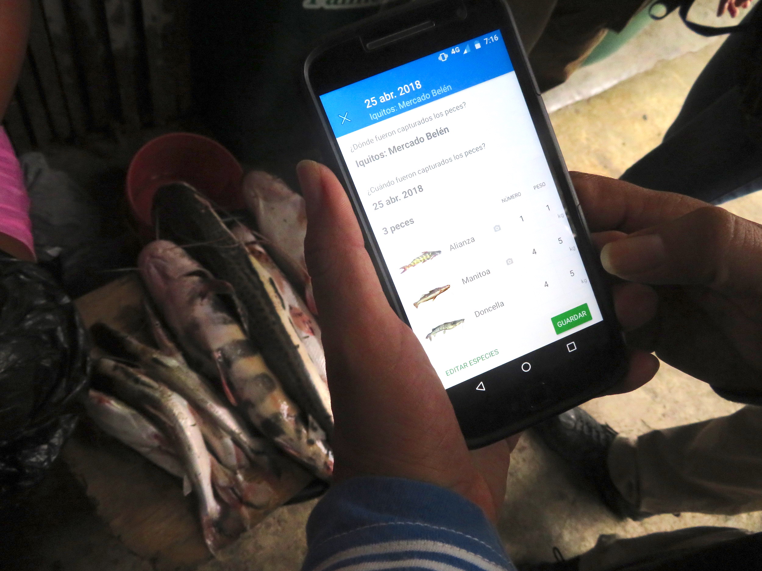 Un total de 21 especies de peces migratorios de la cuenca del Amazonas serán monitoreados con el app Ictio. Foto: Yvette Sierra Praeli.