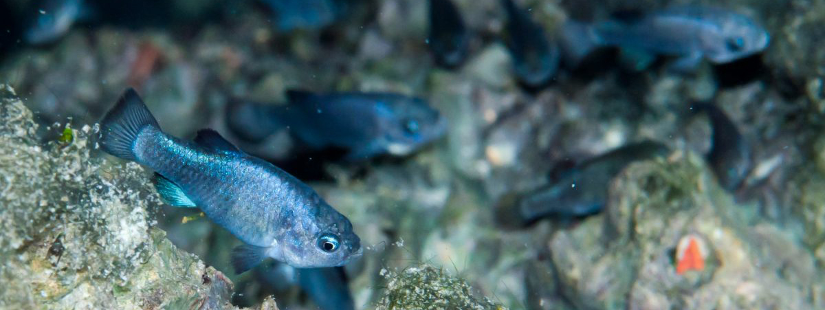 Devils Hole pupfish. Foto del Servicio de Parques Nacionales de los Estados Unidos.