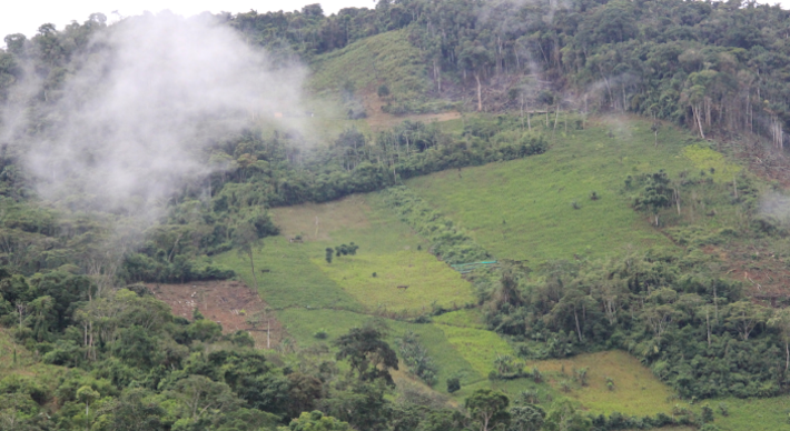 Desde el 2012, los cultivos ilegales de coca se apoderaron de más territorio, en muchos casos donde antes se producía uno de los mejores granos de café del mundo. Foto: Vanessa Romo.