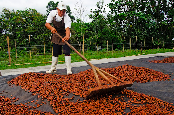 El trabajo de secado del cacao es uno de los más cruciales para obtener un producto idóneo. La gran parte del cacao que se obtiene en San Martín aún sale del país como insumo. Crédito: Sernanp.