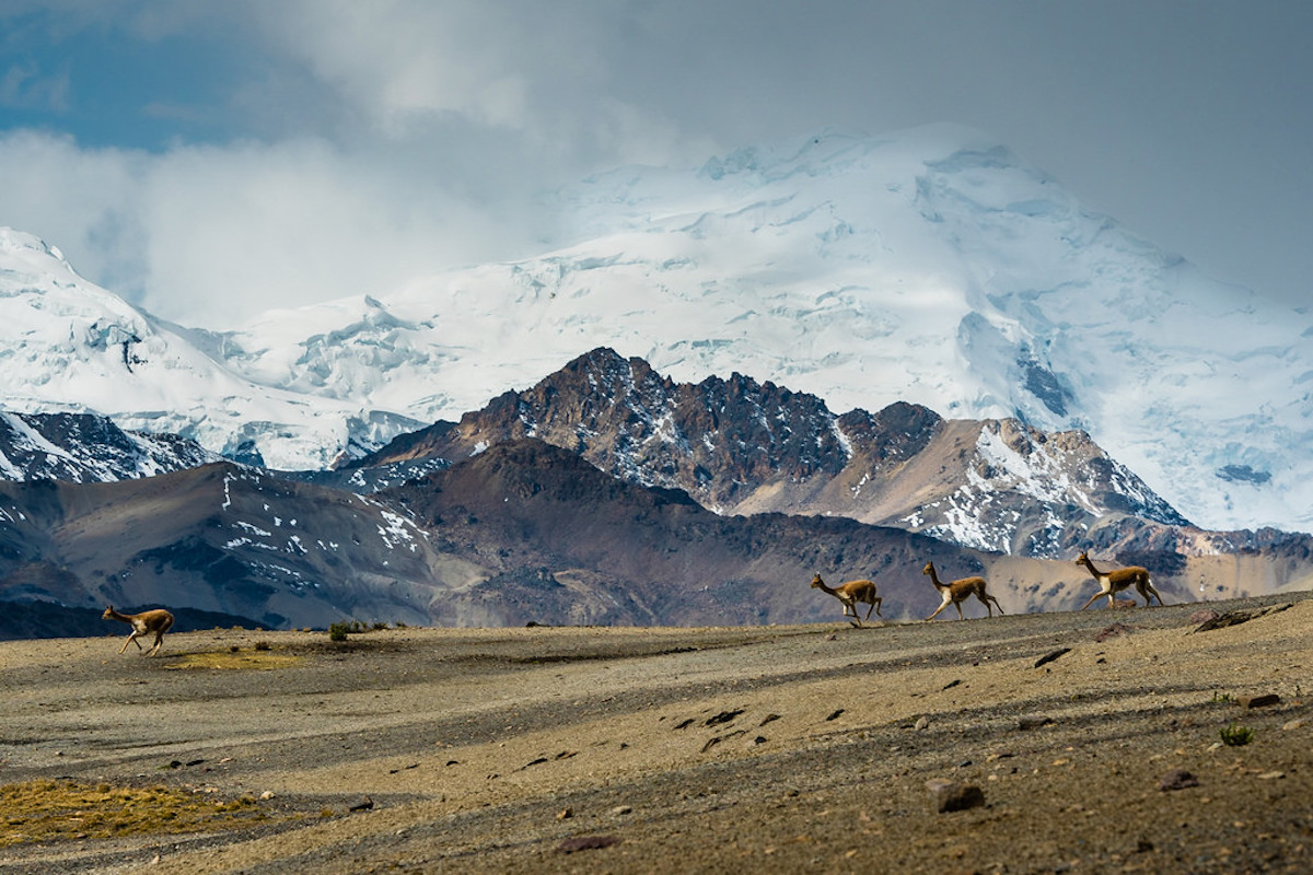Los denuncios mineros se encuentran en territorio de la comunidad campesina Phinaya y sobre la masa glaciar del nevado Quelccaya. Foto: Conservación Amazónica.